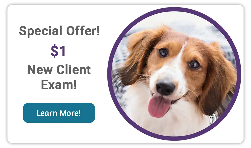 Special Offer! New Client Exam!