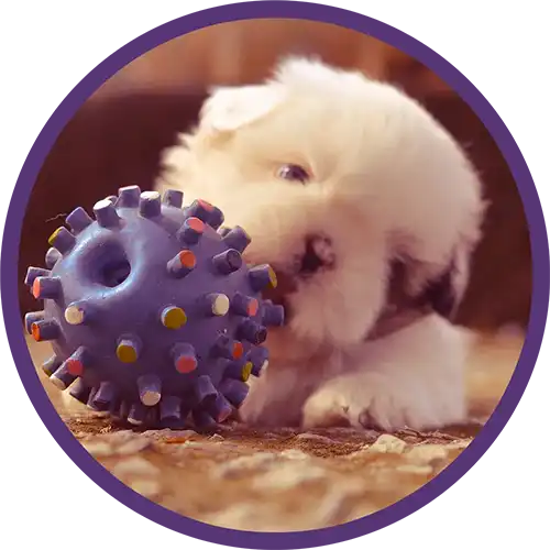 White puppy playing with a toy ball