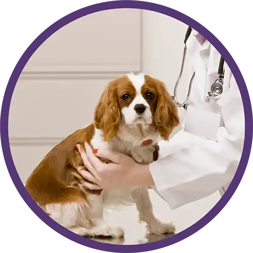 Cavalier king spaniel dog with a veterinarian