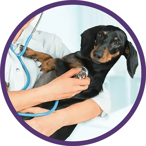 Daschund dog with a veterinarian