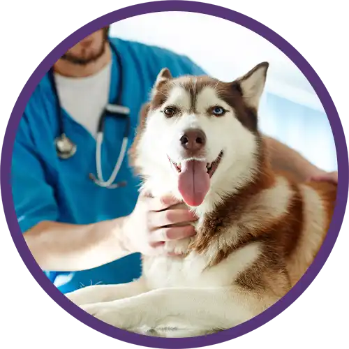 Husky dog with a veterinarian
