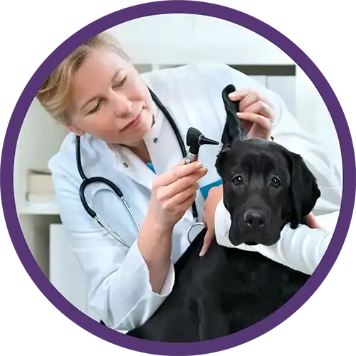 Veterinarian with a black lab dog