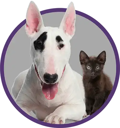 White dog and a black kitten