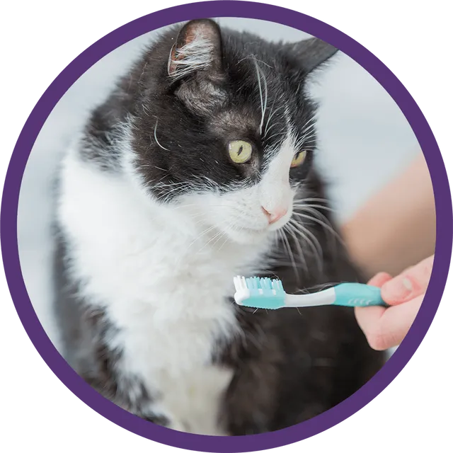 A cat looking at a toothbrush