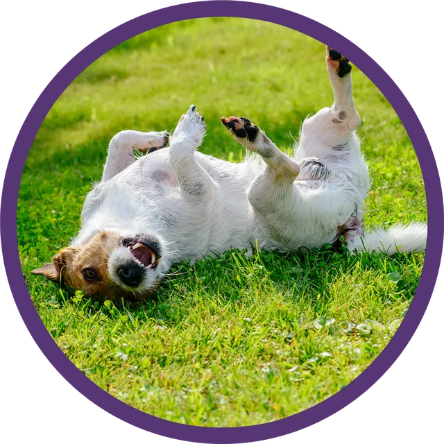 Jack Russell rolling in grass