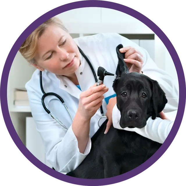Veterinarian with a black lab dog