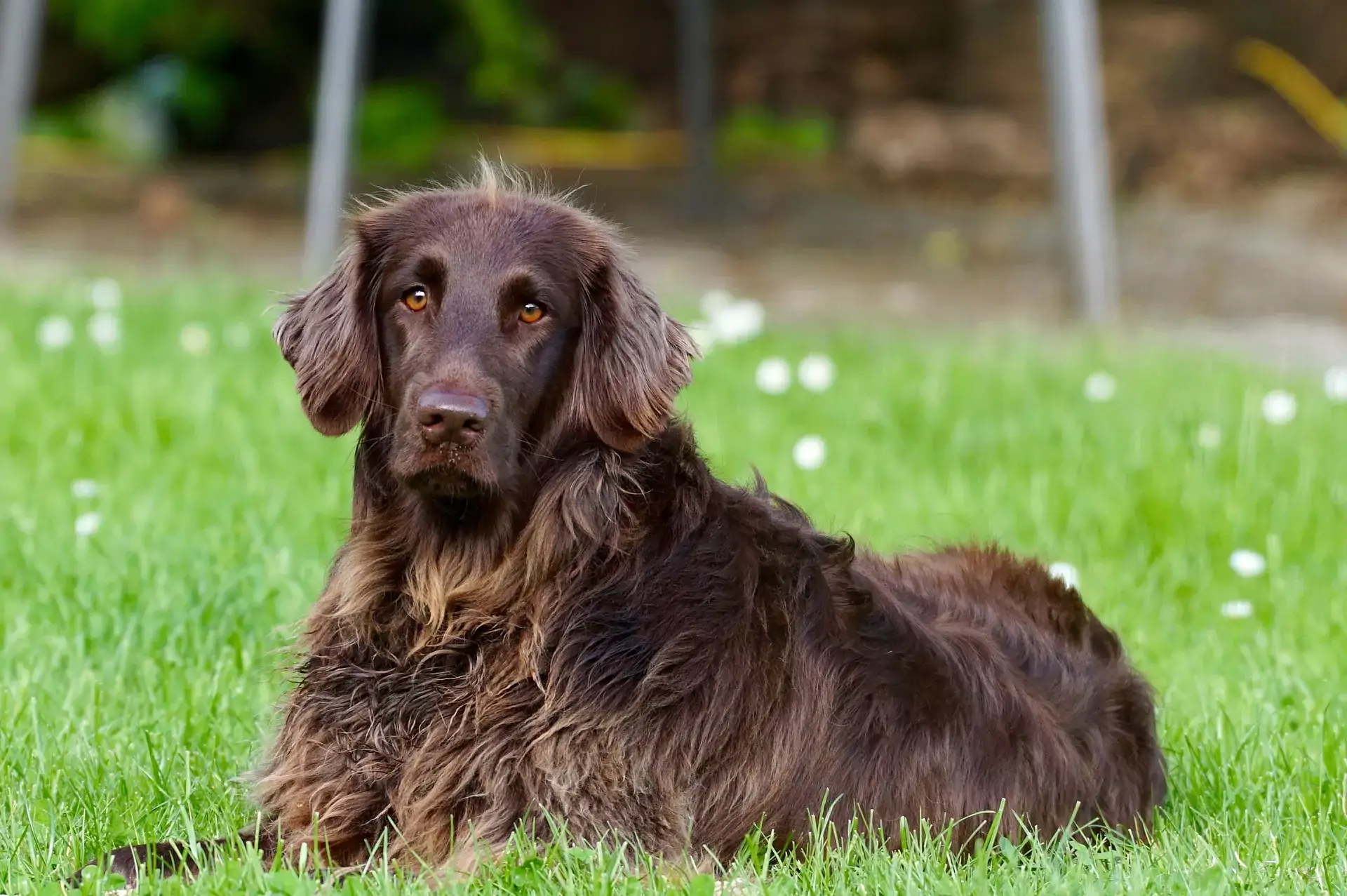 Caring For An Arthritic Dog
