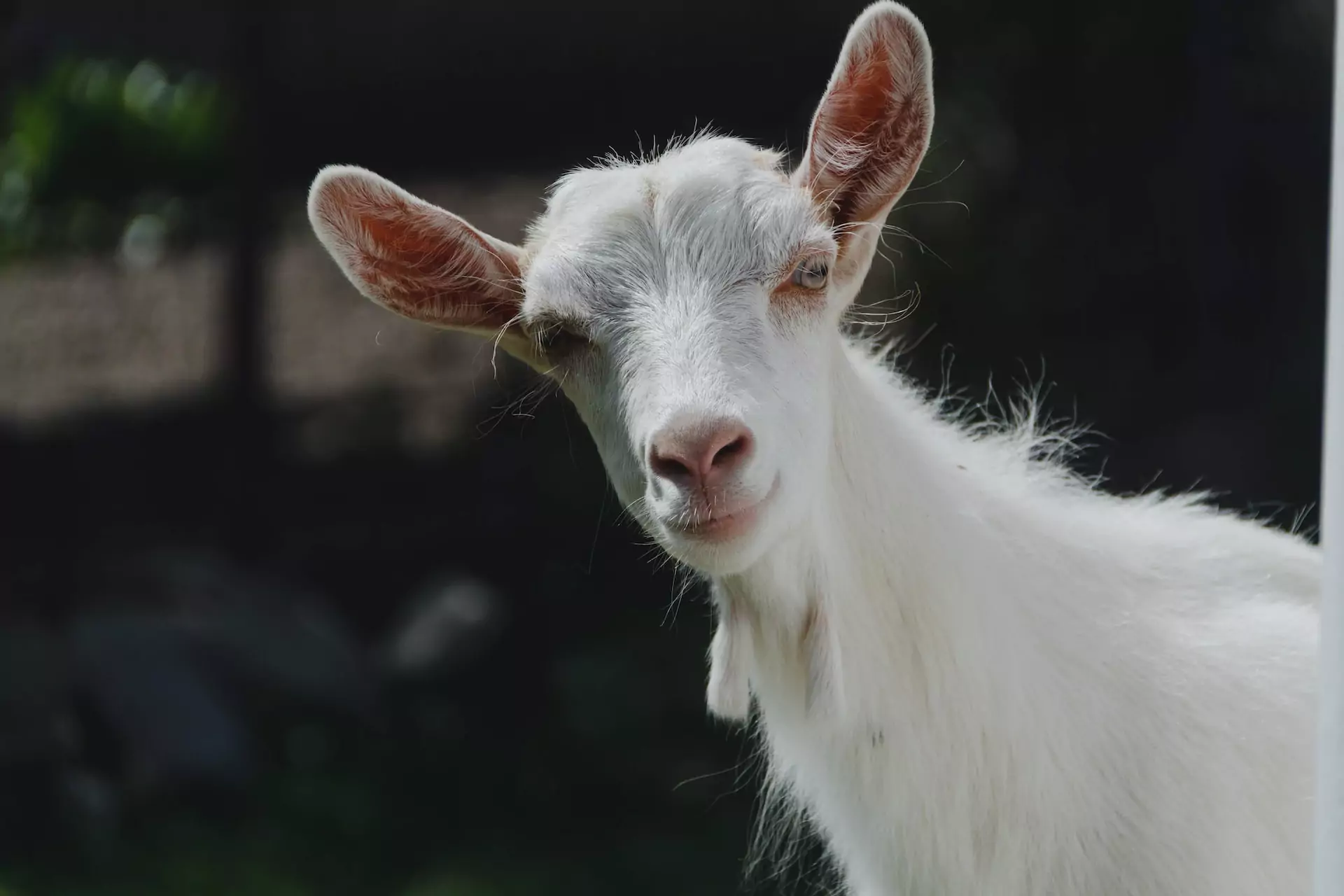 Goat with white fur