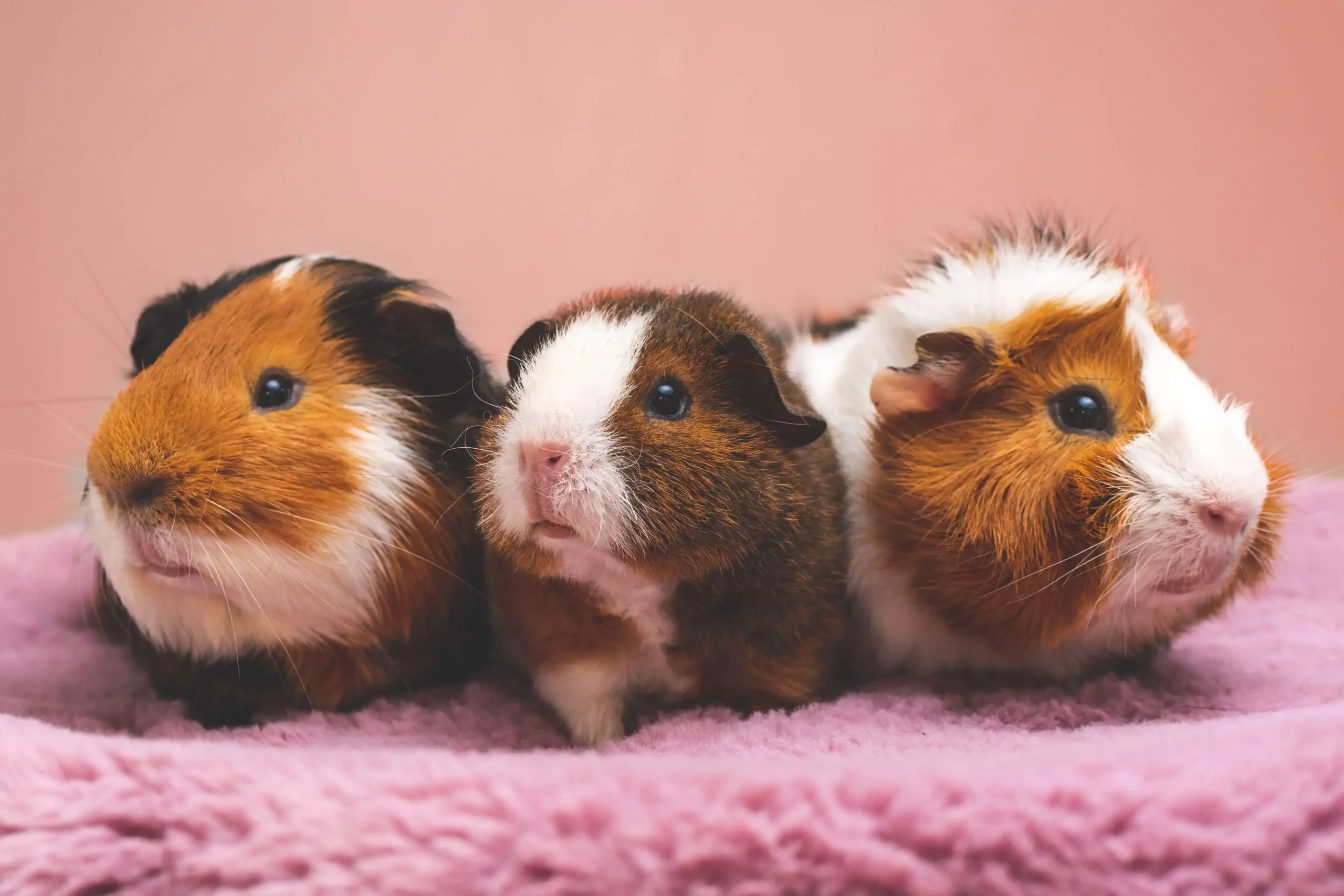 Guinea Pig Cages: How to Make Your Cavy Happy