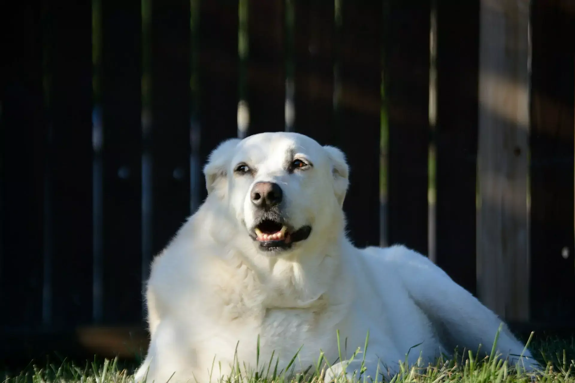 Canine Deafness