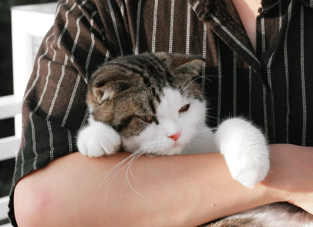 A cat being held in a person's arms.