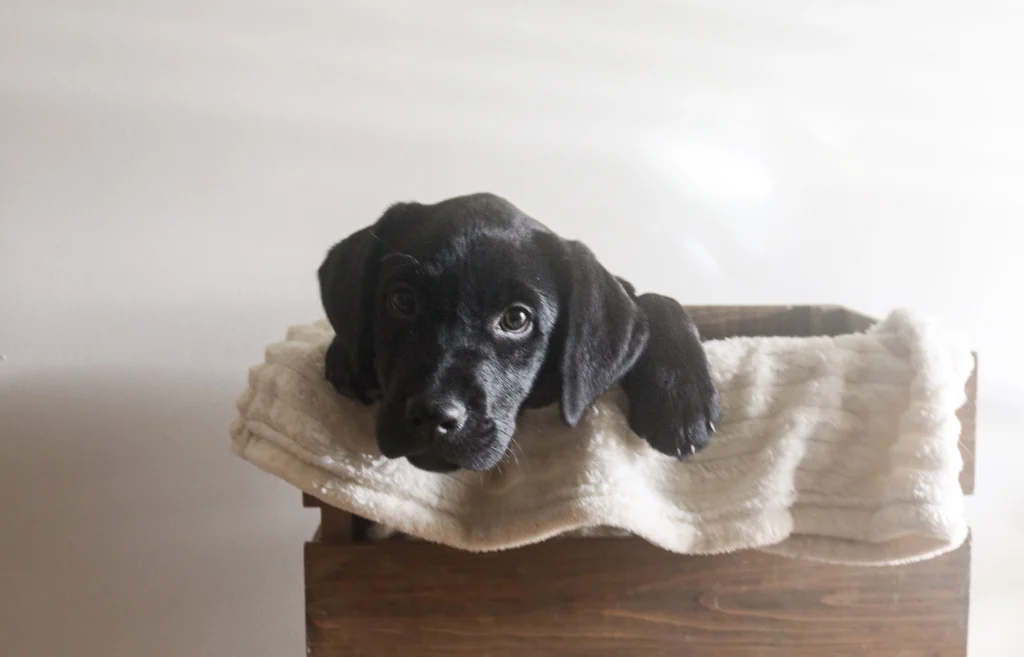 A black puppy with big dark eyes peeking out of a wooden crate lined with a white blanket.