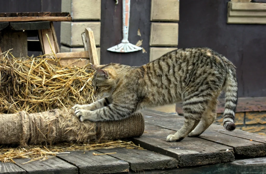 A striped tabby cat scratching a rope-covered post next to a bale of hay on a wooden platform.