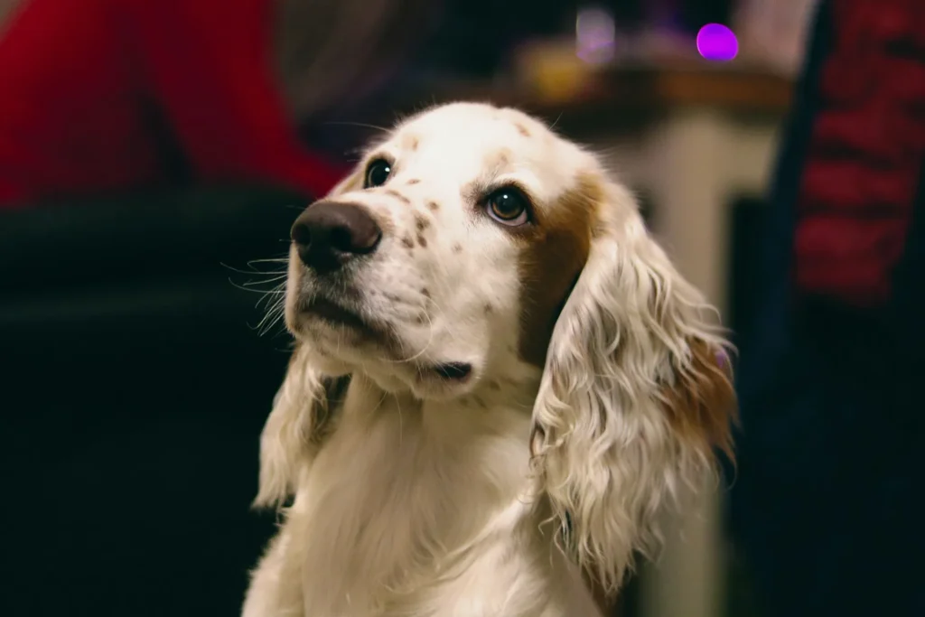 A white and brown spotted dog with long, wavy ears.