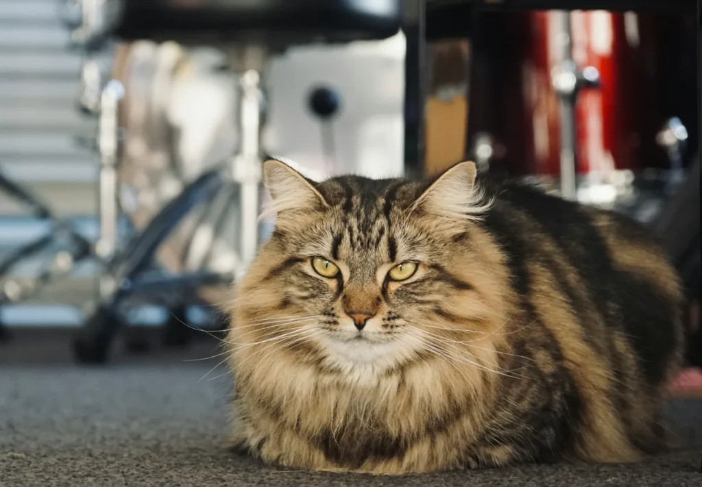 A brown tabby cat lying on a carpet.